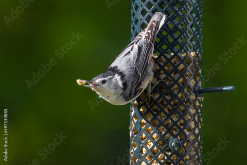 nuthatch with a suet ball on feeder