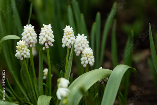 białe szafirki w ogrodzie, white sapphires, Muscari