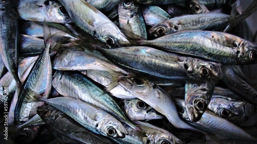 fresh sardine fish on the market stall