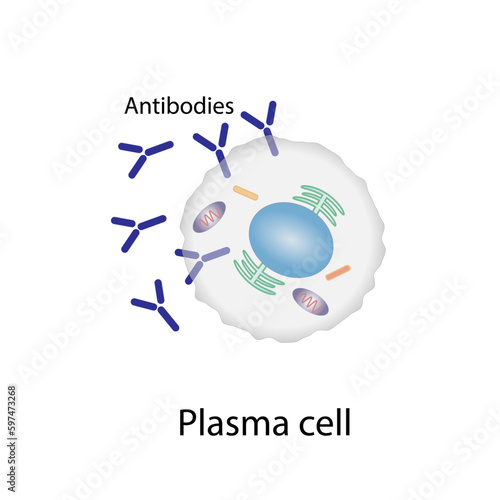 Plasma cell, B-cell leukocytes, B lymphocytes. B cell differentiation, antigen stimulation of surface receptor, plasma cell producing monoclonal antibodies, Vector illustration.