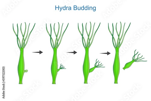 Science of Hydra Budding.Asexual reproduction of Hydra.Educational material for lesson of zoology. botany illustration.