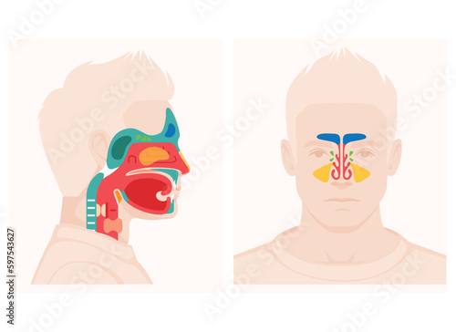 Nose anatomy cross section diagram showing soft palate paranasal sinuses elements flat vector illustration