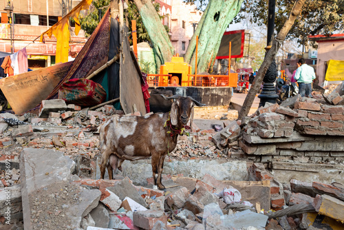 A goat stands among a pile of rubble in Varanasi, India