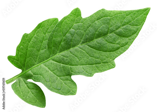 tomato leaf, isolated on white background, full depth of field