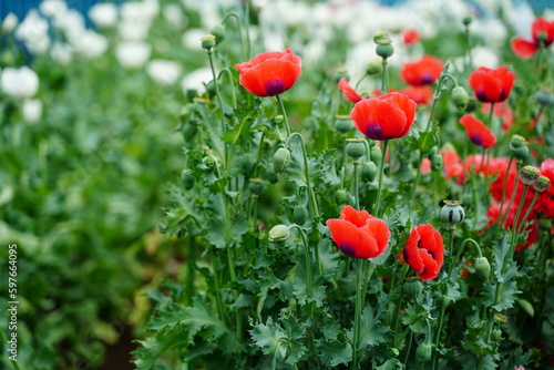 植物園、花、東京、日本、野外、空、青空、雲、 ケシ、けし、ケシの花、栽培禁止、papaver 、somniferum、大麻、アヘン、あへん、花、赤、白、紫、ピンク、違法、植物、