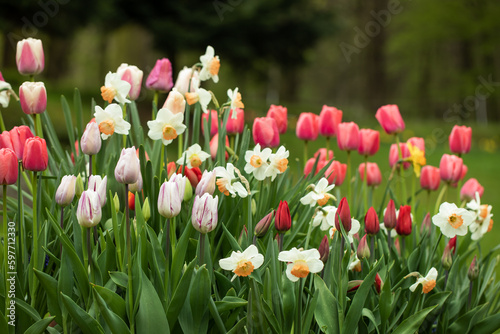 wiosenne kompozycje kwiatowe w ogrodzie, tulipany, narcyze, hiacynty, stokrotki 