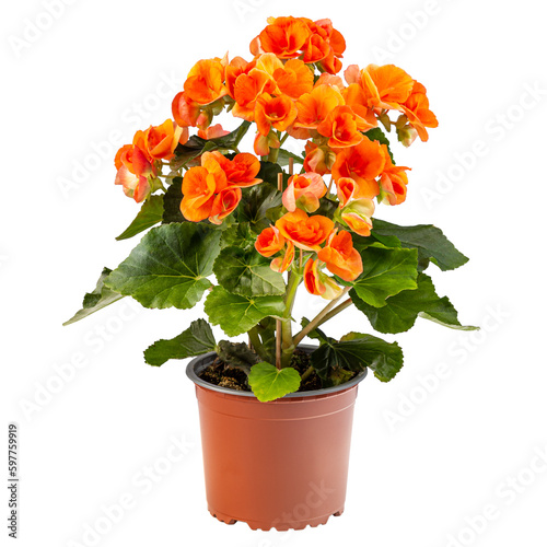 Orange begonia flower in a brown pot