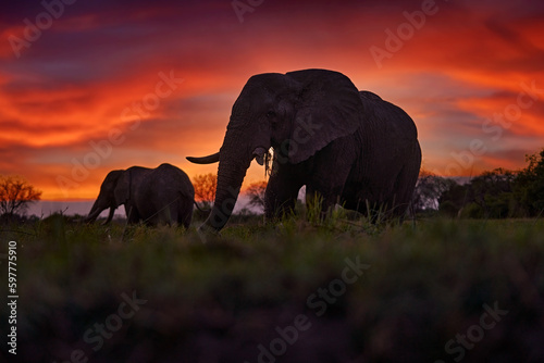 Elephant sunset in Africa. Two big elephant with tusk and red orange evening light on the sky clouds, Okavango in Botswana. Africa nature, travel in Botswana.