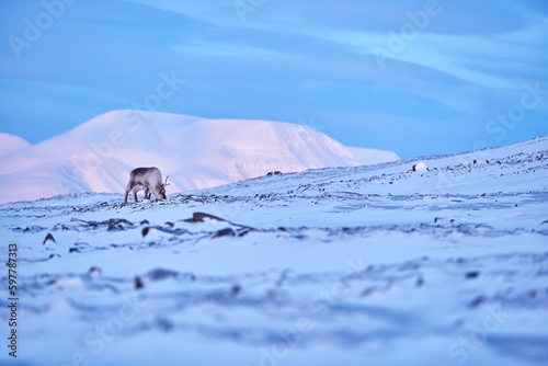 Arctic. Winter landscape with reindeer. Wild Reindeer, Rangifer tarandus, with massive antlers in snow, Svalbard, Norway. Svalbard deer on rocky mountain. Wildlife scene from nature, pink blue sunset.