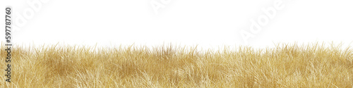Dry grass field in nature, Meadow in summer, Tropical forest isolated on transparent background - PNG file, 3D rendering illustration for create and design or etc 