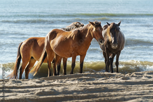 Wild Mustangs standing on the beach in Corolla in the Outer Banks