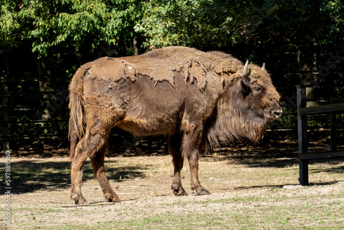 Wisent, europäischer Bison im öffentlichen Tierpark Oberwald Karlsruhe