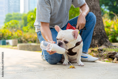 Asian man giving water to french bulldog breed during walking together at pets friendly dog park. Domestic dog with owner enjoy urban outdoor lifestyle on summer vacation. Pet Humanization concept.