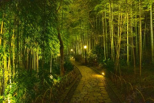 Bamboo forest path in Shuzenji, izu, Japan