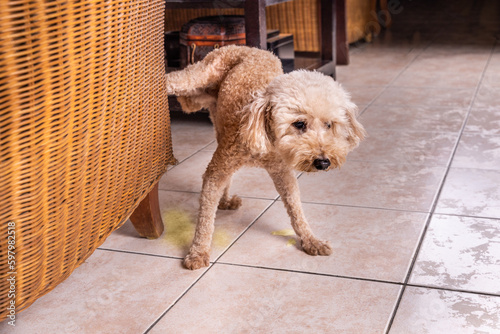 Male poodle pet dog pee urinate inside home onto furniture to mark territory.