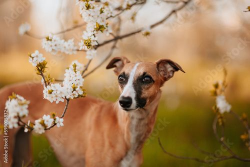 Rudy pies whippet pozuje do zdjęcia w sadzie jabłoni o zachodzie słońca