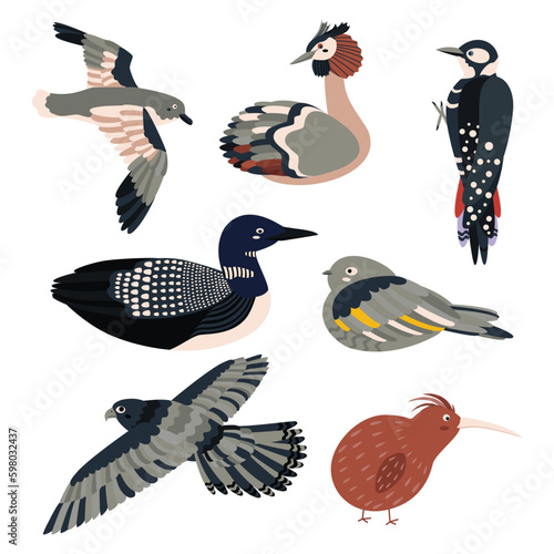Set of birds petrel, grebe, woodpecker, loon, goatsucker, falcon, kiwi.