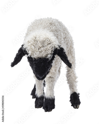 Adorable one and a half week old Walliser Schwartznase aka Valais Blacknose lamb, standing facing front. Head down, looking towards ground. Isolated cutout on a transparent background.