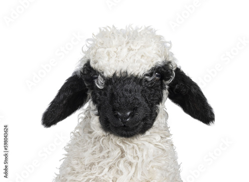 Head shot of an adorable one and a half week old Walliser Schwartznase aka Valais Blacknose lamb, facing front. Looking towards camera. Isolated on a white background.