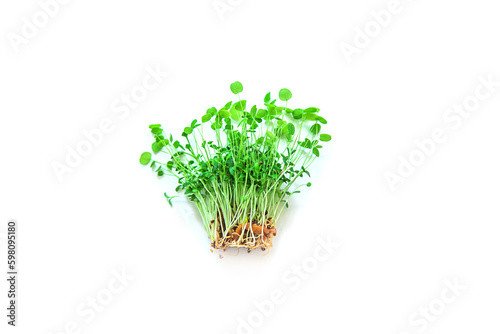 Microgreen clover isolate on white background. Selective focus.