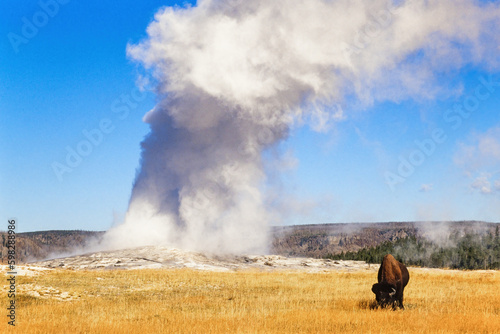 Old faithful geyser with a Bison in Yellowstone national park