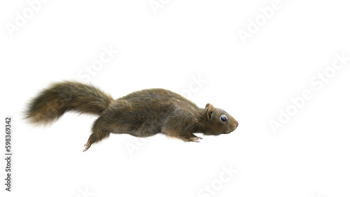 Squirrel Isolated white background running. Portrait of brown squirrel in front of a white background.