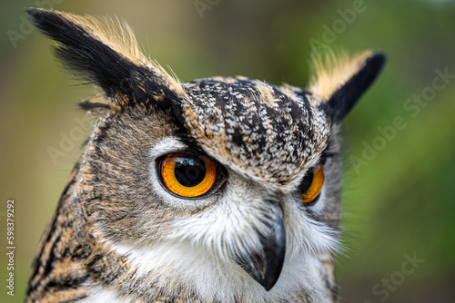 A close up shot of an Eurasian Eagle Owl's face and eyes in a natural woodland setting