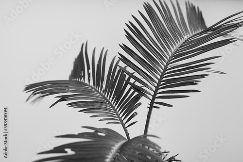 palm leaves on a beautiful background
