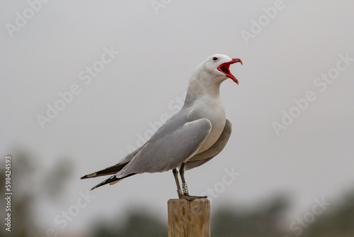 Gaviota de Audouin, Ichthyaetus audouinii sobre un poste.