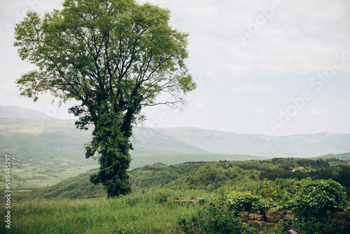 scenery tree against the backdrop of mountains in spring Croatia 