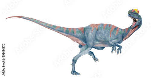 昔デイロフォで今シノサウルス かつてはディロフォサウルスと同定されていたが、最近はディロフォサウルスから、シノサウルスと改名された。ほぼ完全な骨格がいくつか発見され、歯の付き方や形状、特徴的な二枚の鶏冠の角度、頭骨の形状等から小種名はシネンシスのままだが、独自の学名を与えられた。それらは生息地域の状況､捕食物の違いによる変化を伴い固定されたのだろうか。外見上の違いを出すのが困難。2023オリジナル