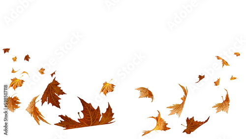 falling flying dry autumn leaves isolated for background