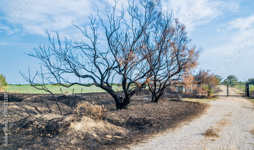 Arbre et terre calciné suite à un incendie dû à la sécheresse.