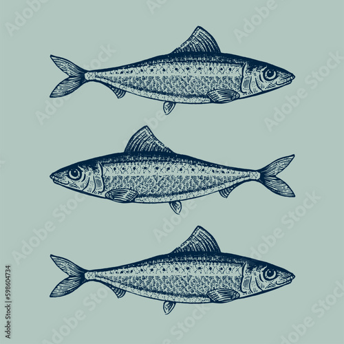 Dessins Illustration poissons Sardines Mer 