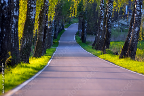  Droga asfaltowa wśród rosnących zielonych drzew.