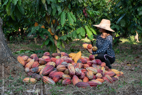 Woman harvesting cocoa on a plantation 