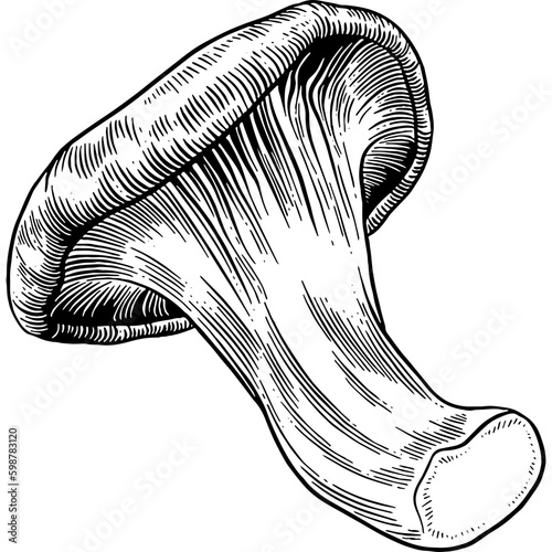 Hand drawn Oyster Mushroom Sketch Illustration
