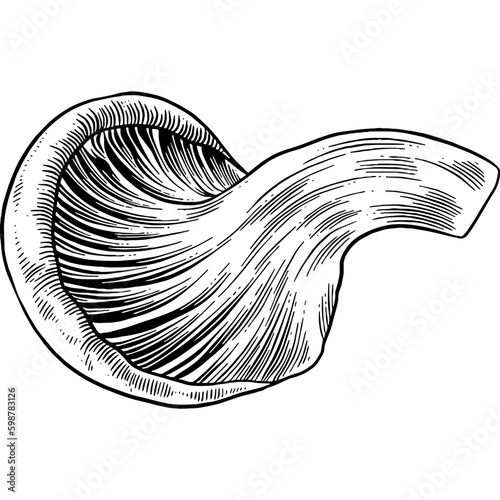 Hand drawn Oyster Mushroom Sketch Illustration
