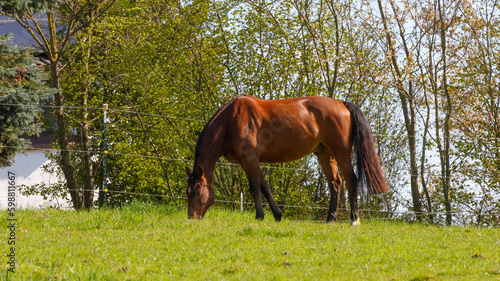 Anweiden, Weide, Warmblutpferd, Brauner, Gras, ein Sportpferd auf einer grünen Wiese vor Bäumen beim grasen