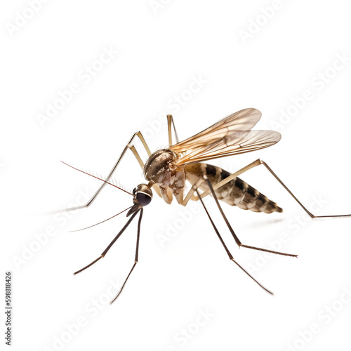 mosquito isolated on white background