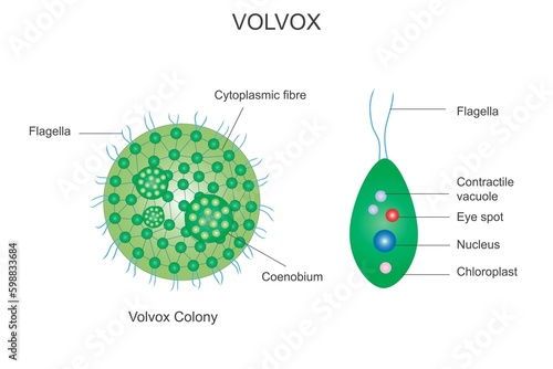 Volvox colony, volvox,Polyphyletic genus of chlorophyte green algae, volvocaceae family, habitat in freshwater,chlorophyta, botany illustration