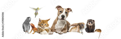 Group of pets leaning together on a empty web banner to place text. Cats, dogs, rabbit, ferret, rodent, reptile, bird