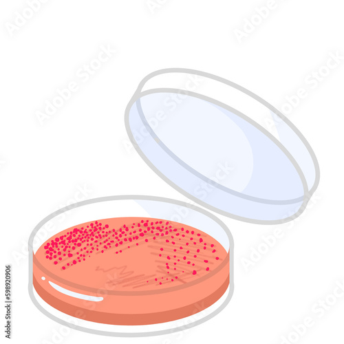 The isolation of bacteria on agar plates. Lactose fermenters turn red or pink and nonfermenters do not change color on MacConkey agar. Petri dish illustration.