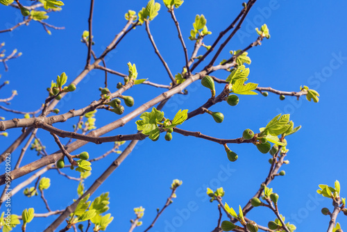 Branches of fig tree ( Ficus carica ) with green immature fruit against blue sky on sunny spring day