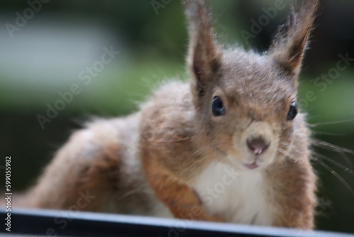 Porträt eines Eichhörnchens am Fenster