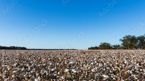 Central Alabama cotton field ready for harvest