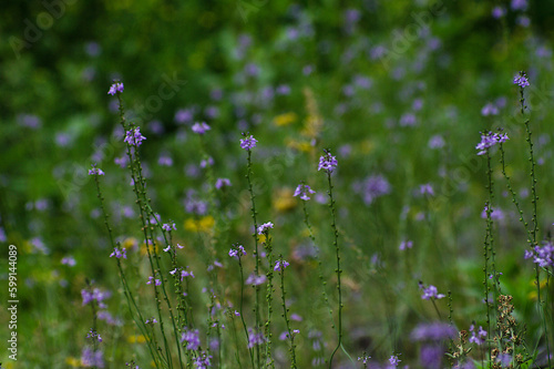 field of lavender