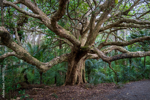 old oak tree