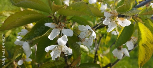 Wiosenne białe kwiaty jabłoni