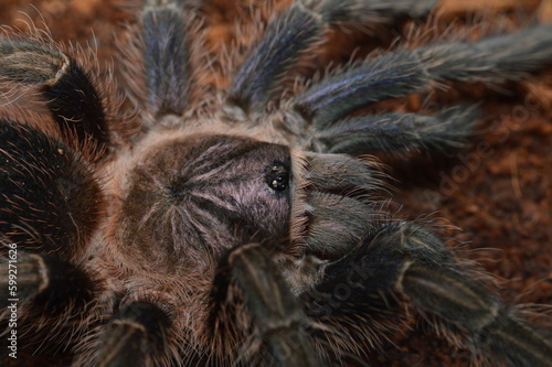 Phormictopus sp. dominican purple.